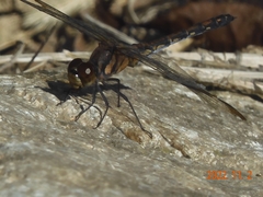 Sympetrum infuscatum
