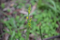 Bulbine bulbosa