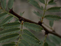 Vachellia schaffneri bravoensis