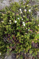 Arcytophyllum thymifolium