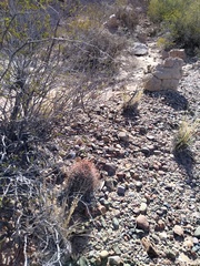 Echinopsis leucantha
