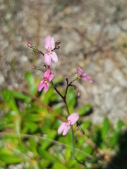 Stylidium ornatum