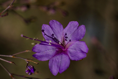 Mirabilis viscosa