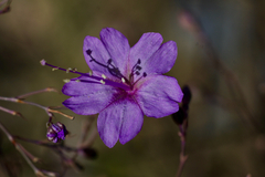 Mirabilis viscosa