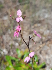 Stylidium ornatum