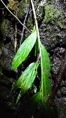 Centropogon cornutus