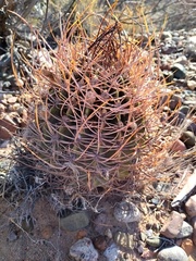 Echinopsis leucantha
