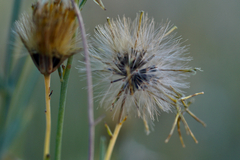 Porophyllum scoparium