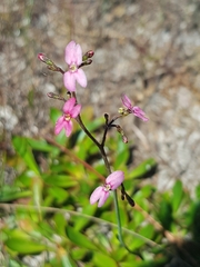 Stylidium ornatum