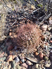Echinopsis leucantha