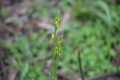 Bulbine bulbosa