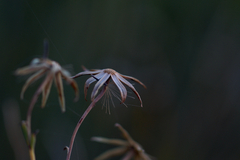 Porophyllum scoparium