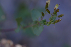 Brickellia coulteri