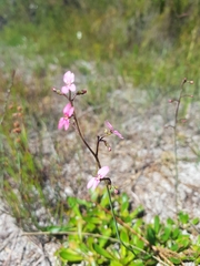 Stylidium ornatum