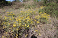 Senecio pterophorus
