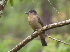 Pachyramphus validus