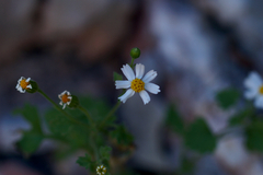 Perityle microglossa