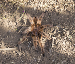 Grammostola rosea