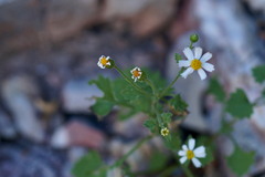 Perityle microglossa