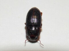 Harpalina