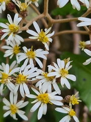 Olearia rani
