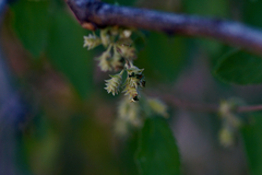 Lippia graveolens