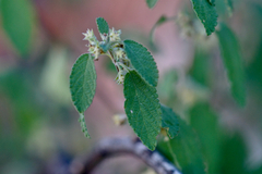 Lippia graveolens