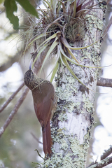 Lepidocolaptes affinis