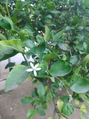 Citrus × aurantiifolia