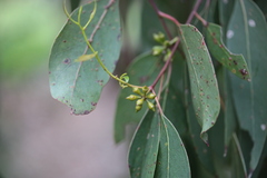 Eucalyptus cephalocarpa