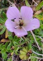 Gentianella cerastioides