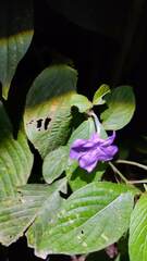 Ruellieae
