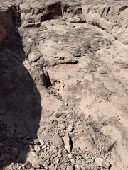 Dolichlasium lagascae