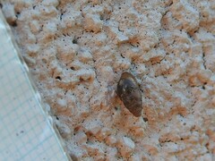 Cochlicopa lubrica