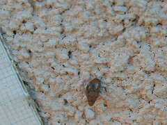 Cochlicopa lubrica