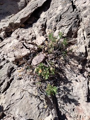 Dolichlasium lagascae