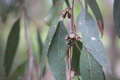 Eucalyptus cephalocarpa
