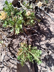 Dolichlasium lagascae