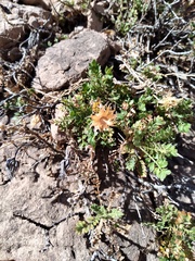 Dolichlasium lagascae