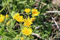 Senecio selloi