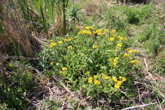 Senecio selloi