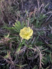 Oenothera laciniata