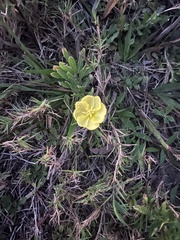 Oenothera laciniata