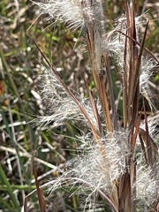 Andropogon virginicus