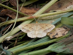 Isturgia arenacearia