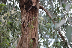 Eucalyptus cephalocarpa