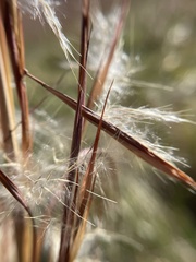 Andropogon virginicus