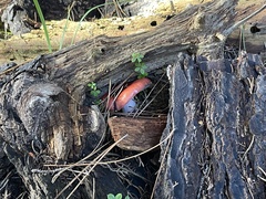 Russula cremoricolor