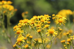 Senecio brasiliensis
