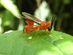 Chalcididae